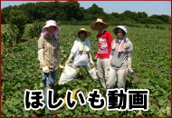 ほしいも動画
